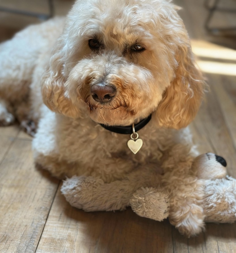 collari e guinzagli pochepet